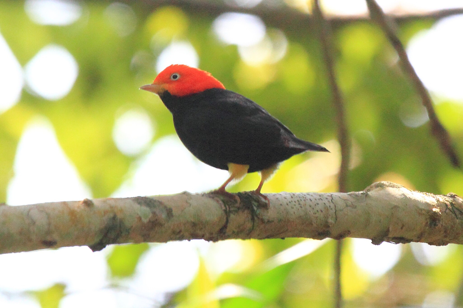 image Red-capped Manakin